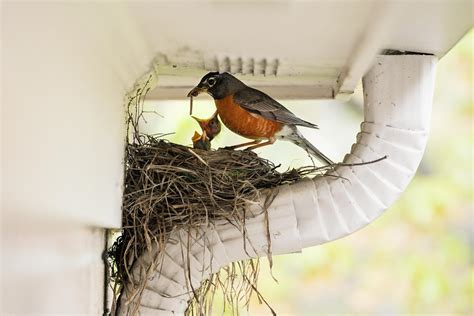 how to keep birds from nesting ona home's electrical boxes|birds keep nesting around your house.